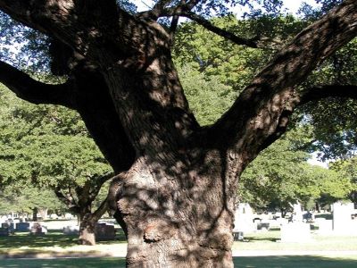 Famous tree of Texas _ Turner Oak 